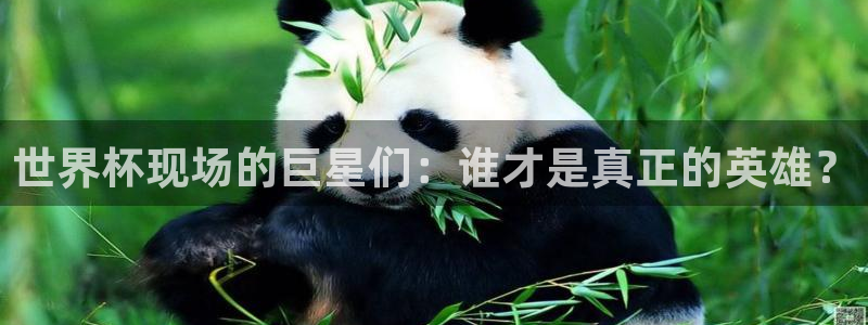 2026世界杯中国队:世界杯现场的巨星们:谁才是真正的英雄?
